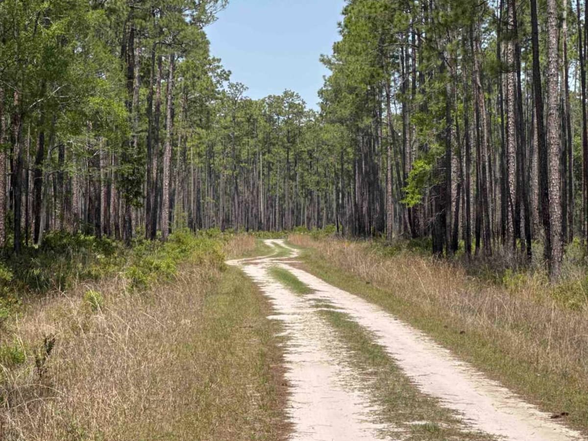 Cline - Osceola NF 286 photo 4