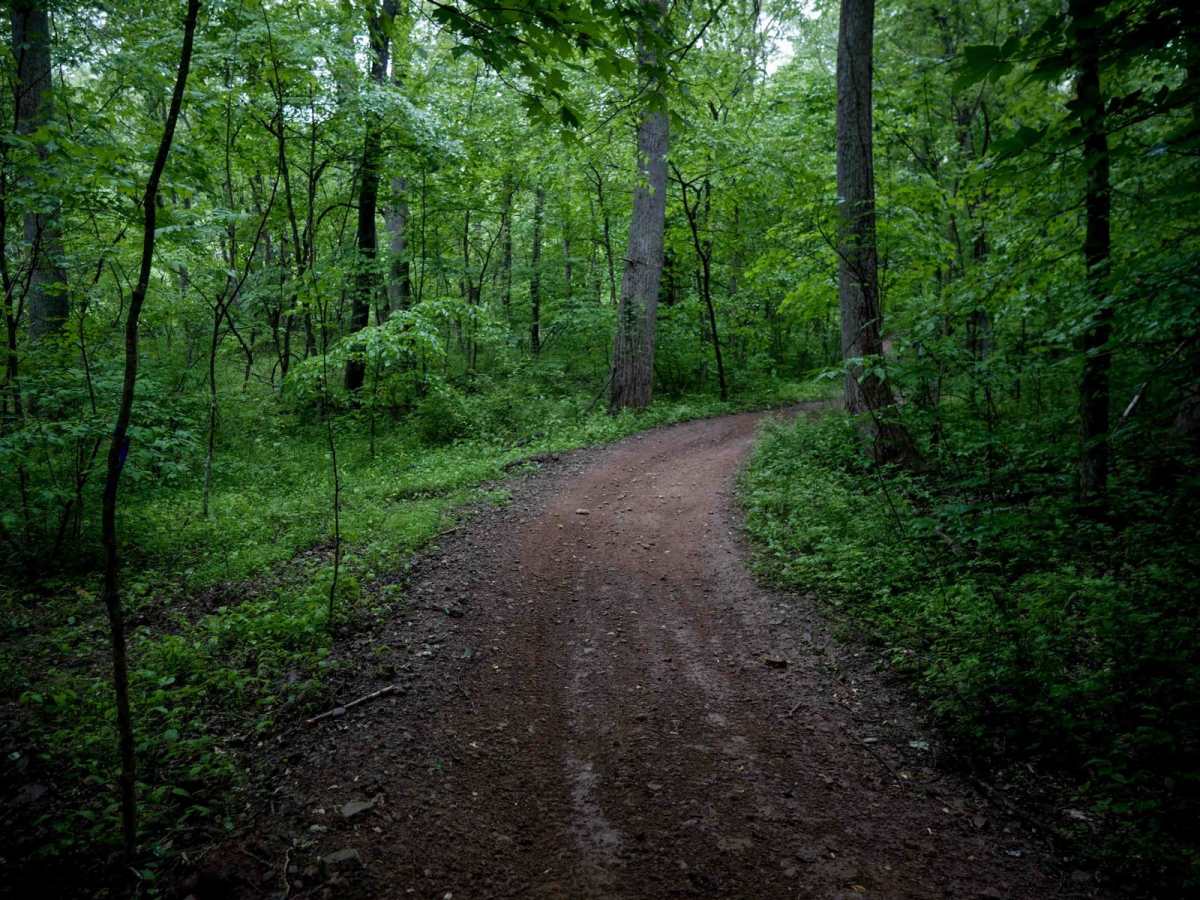 T10 trail photo