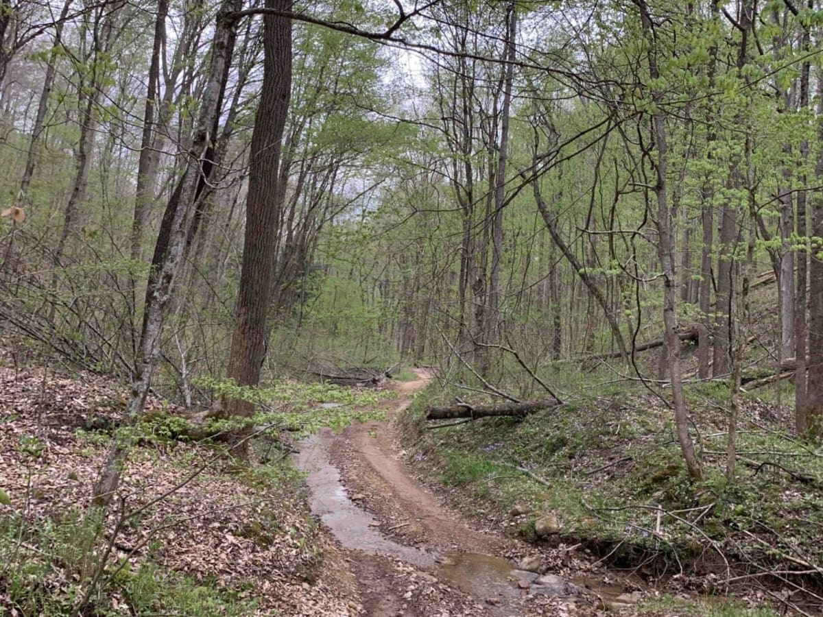 Dry Branch Road - "Where Mall Crawlers Die" photo 6