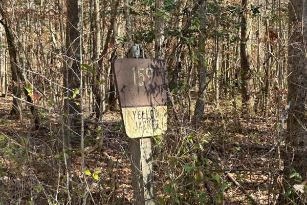 Yellow Jacket Road - FSR 159