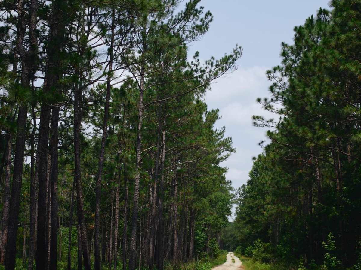 Kinsey Road - FSR 226 photo 6