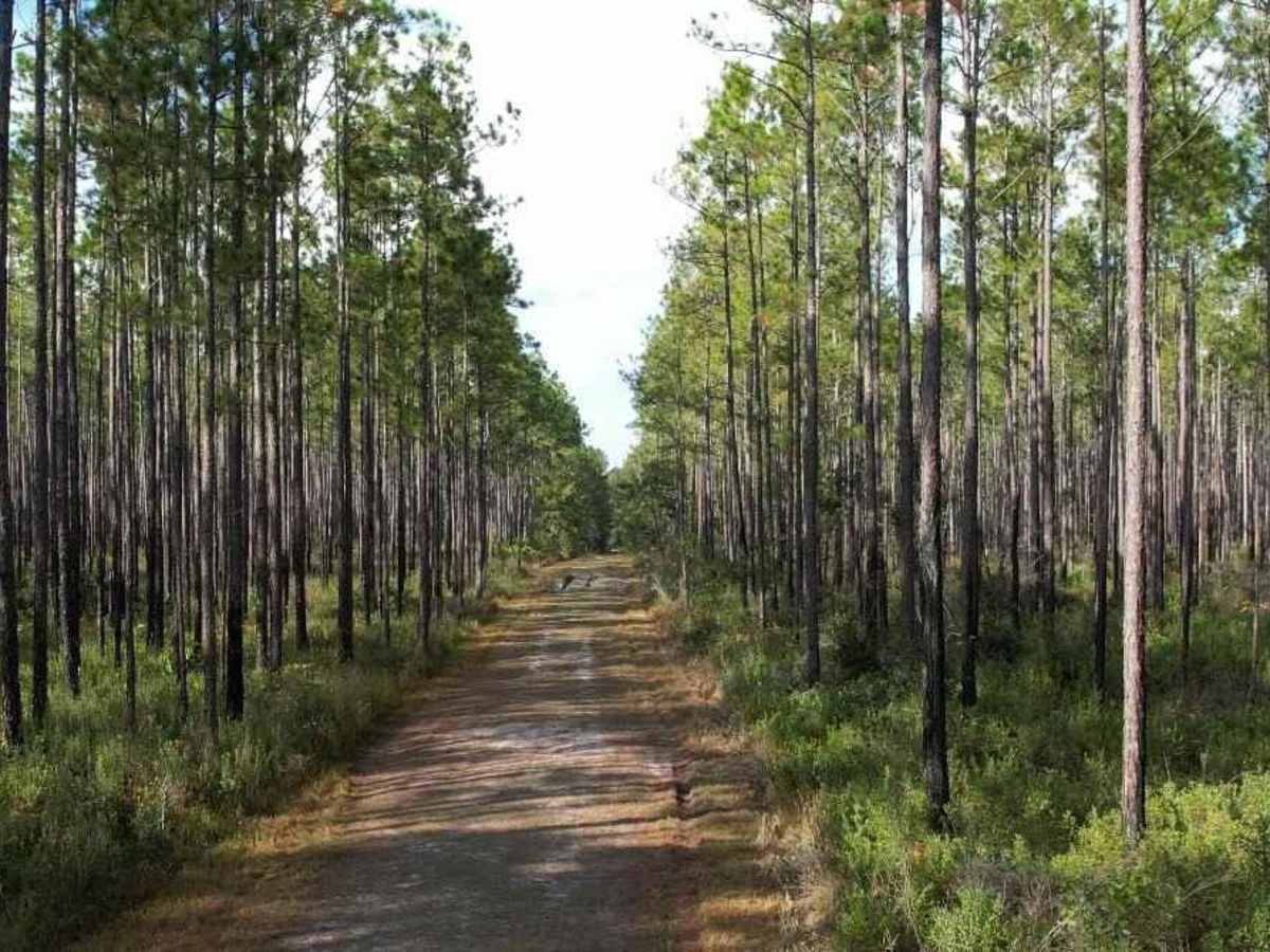 Belmore State Forest - Ates Creek Tract photo 3