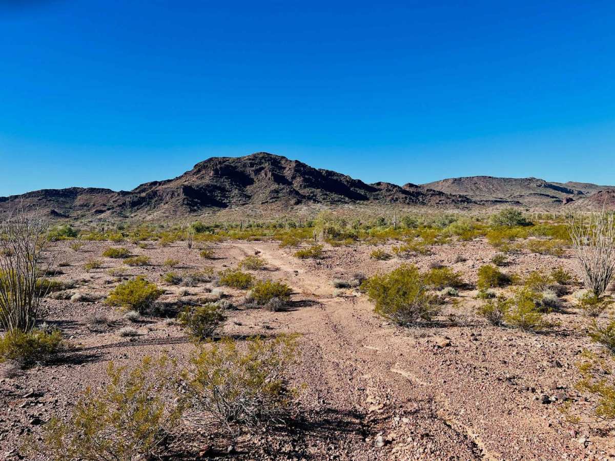 Ocotillo Side Route photo 5
