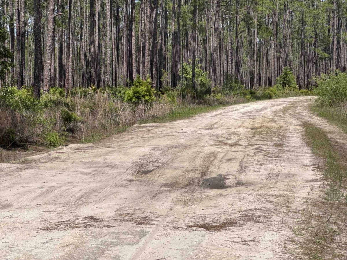 Natural Area - Osceola NF 277 photo 3