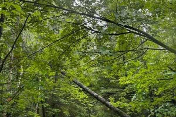 Forest Road 2614