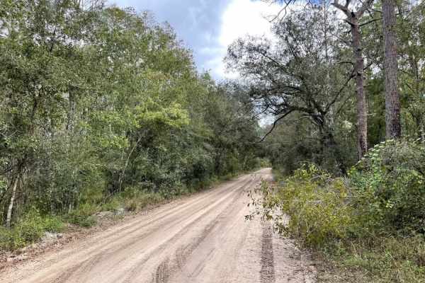 Richloam WMA North Grade Road