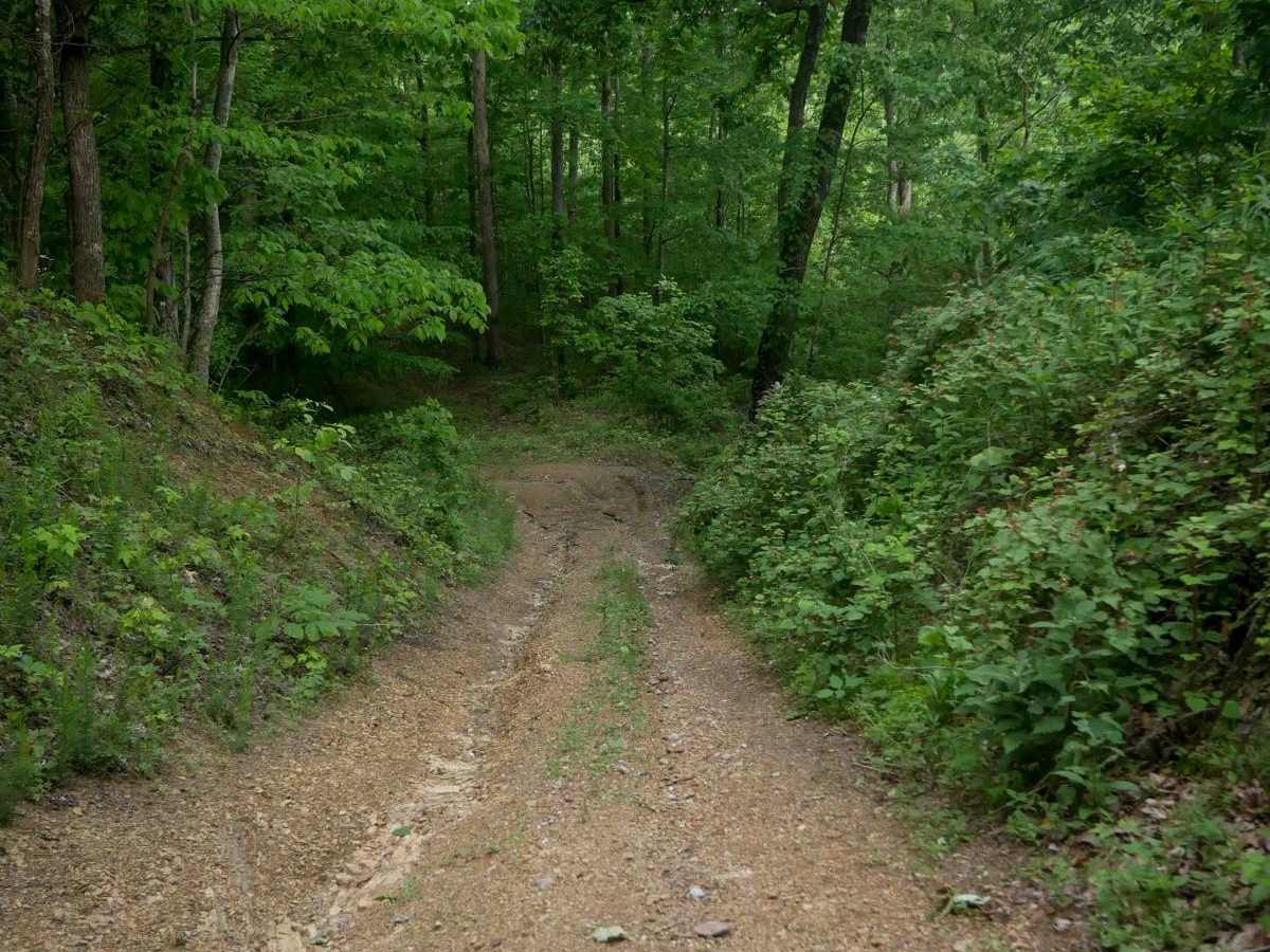MV78 photo 6