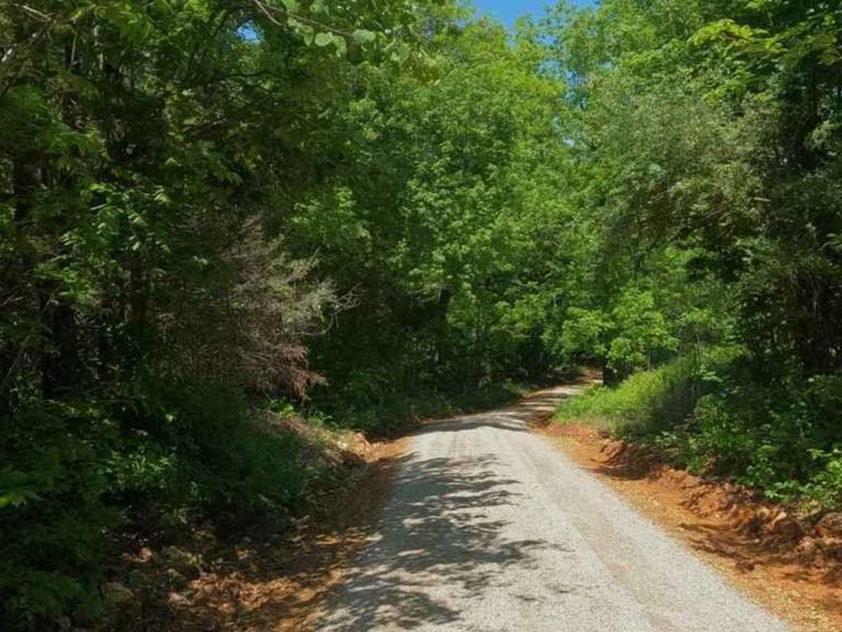 Blind Raccoon Bo-Co Road 360 photo 3