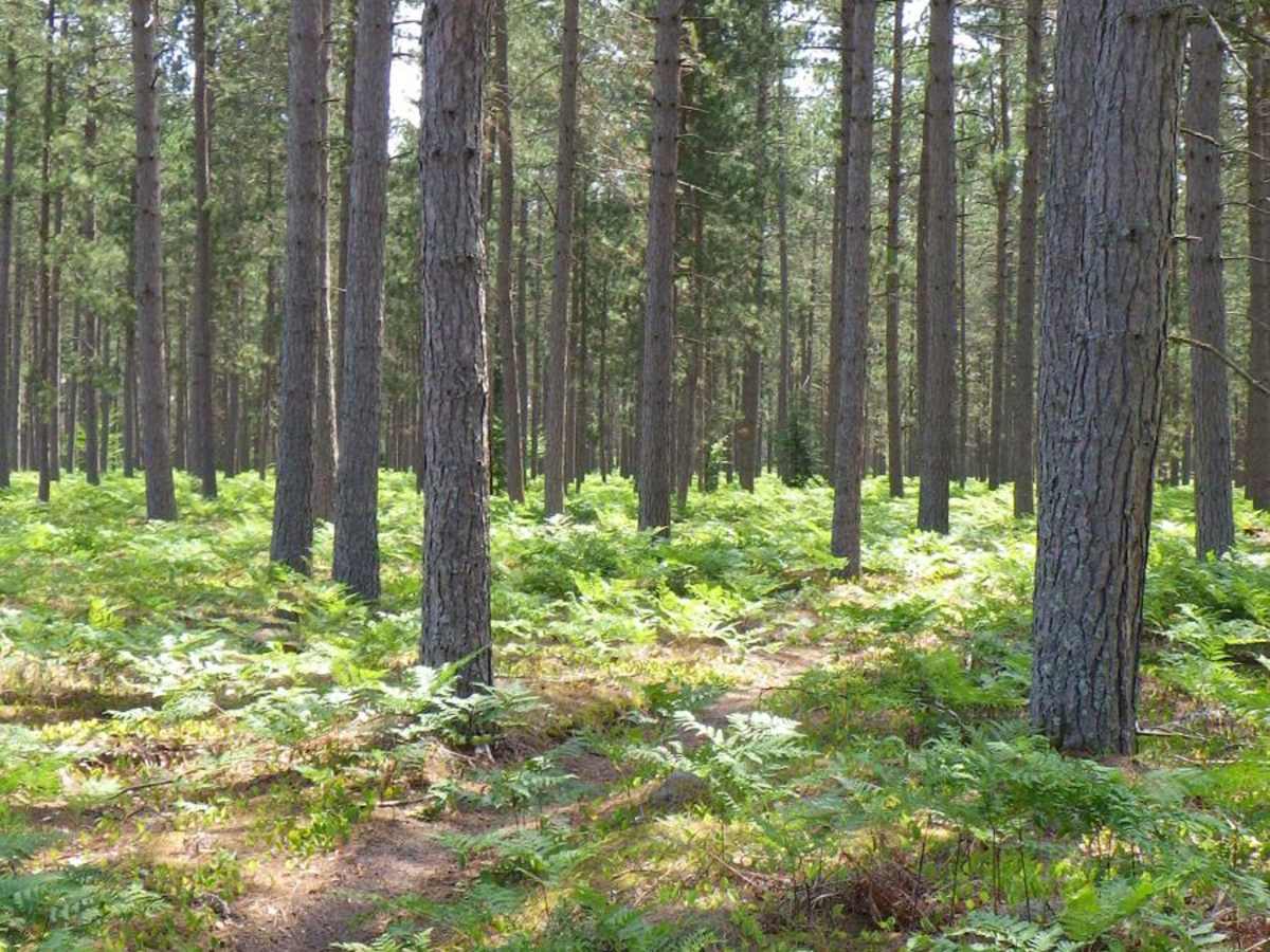 Brevort-Trout Lake Motorcycle Trail West photo 3