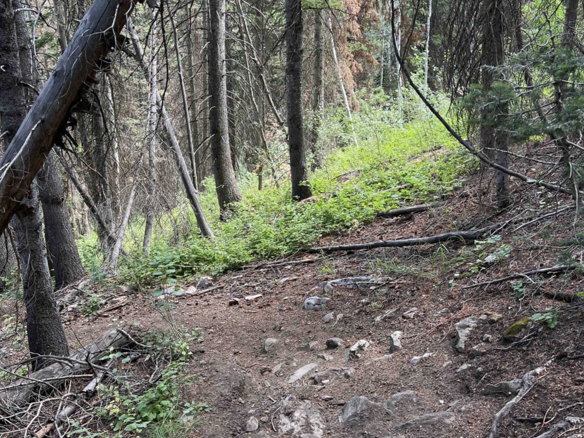 Bear Canyon Spur (2178) photo 2