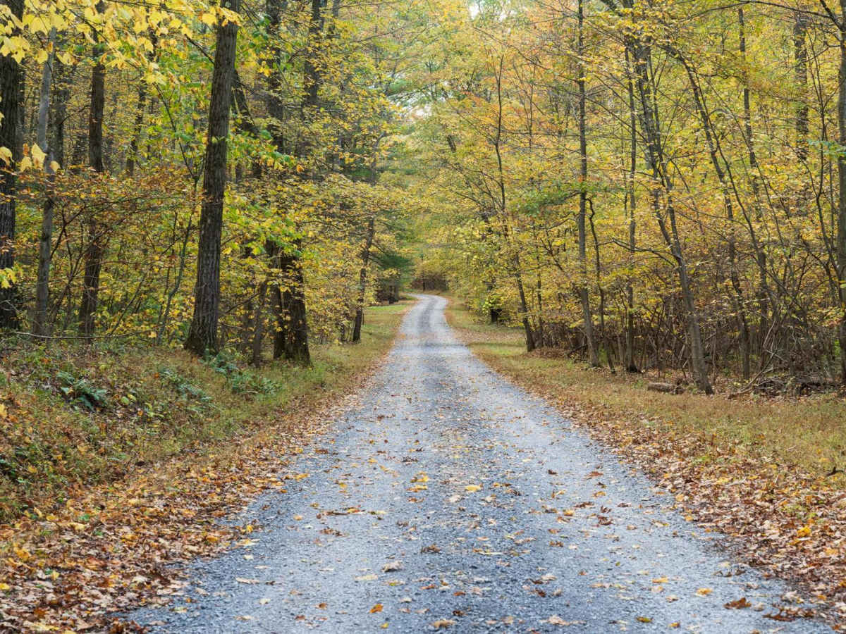 Harry's Valley Road photo 3