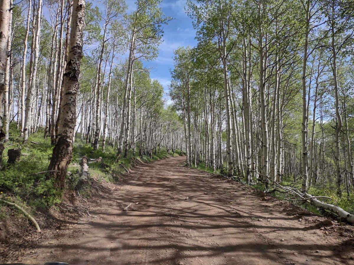 Monroe Mtn Road to Upper Box Creek Reservoir (FS# 40068) photo 3