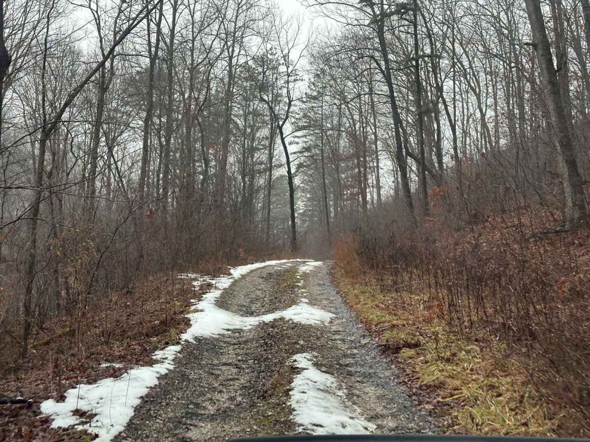 Lake Branch 3171 trail photo