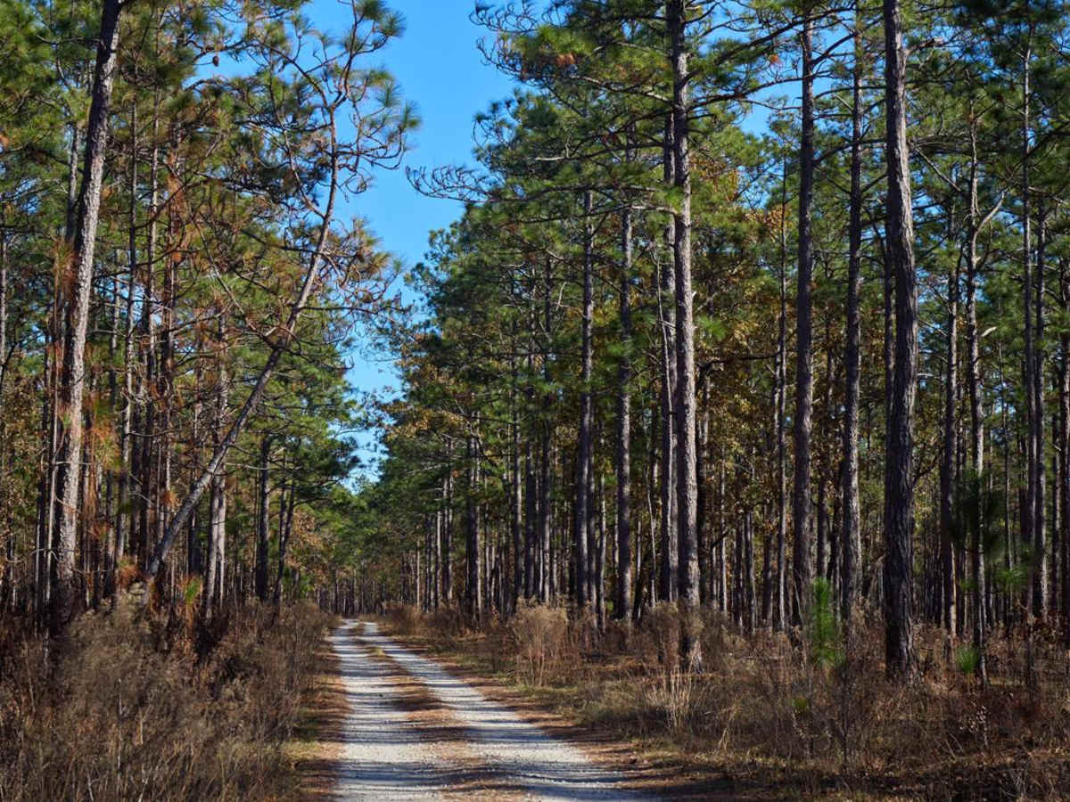 Chicken Creek Access - FSR 204B trail photo