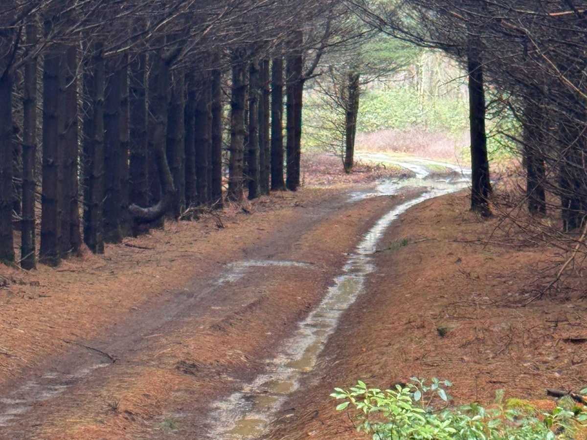 Lewis Camp Trail photo 4
