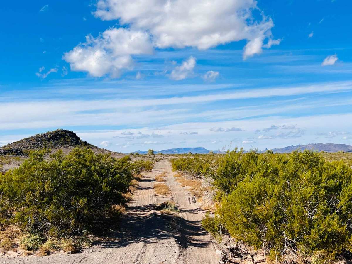 Secret Saguaro Forest photo 2