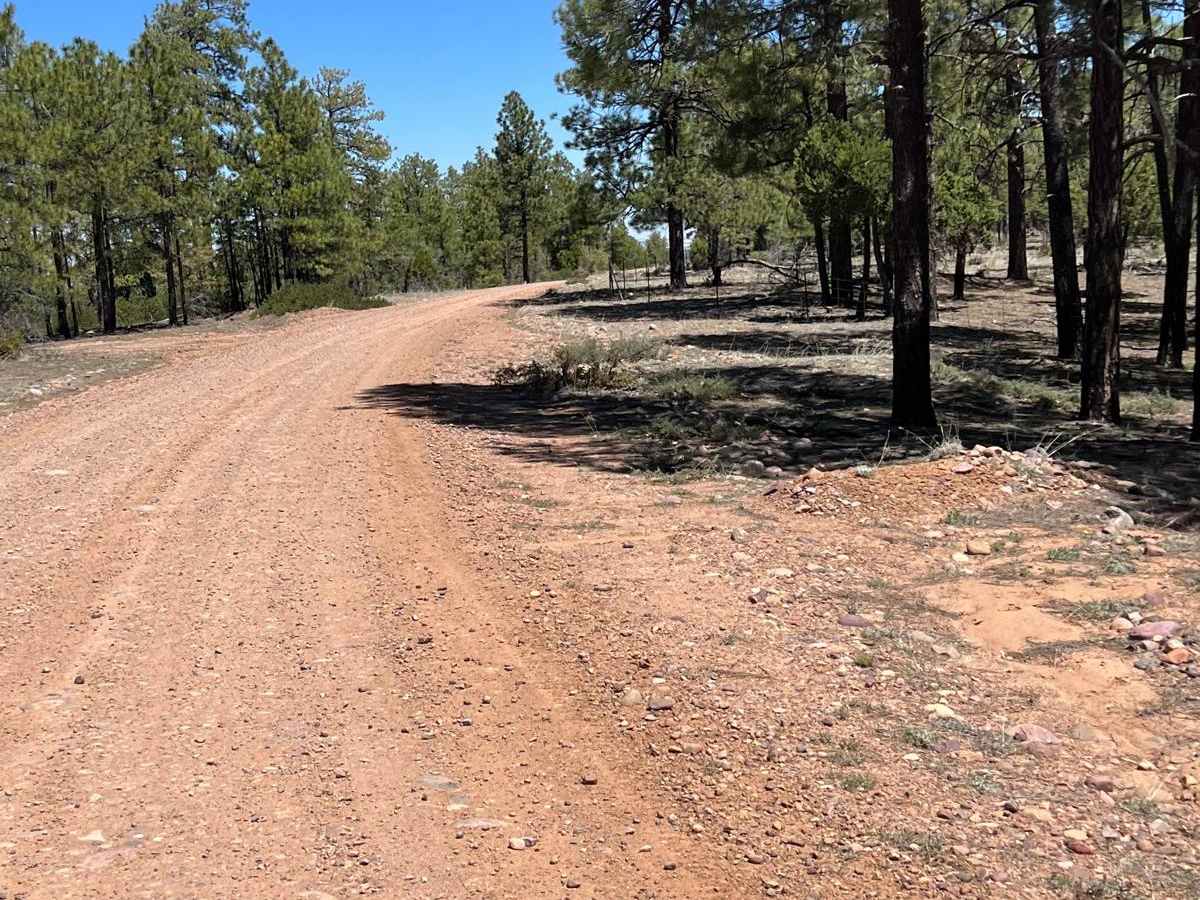 Young Pondo Pine Path photo 4