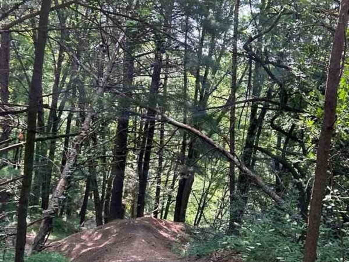 Trail 3X photo 4