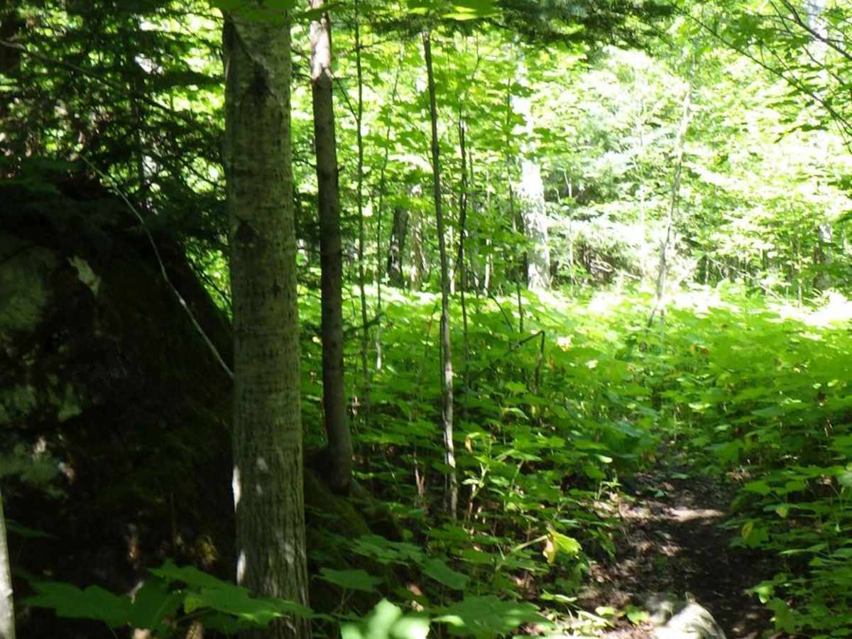 Birch Hill Motorcycle Trail photo 4