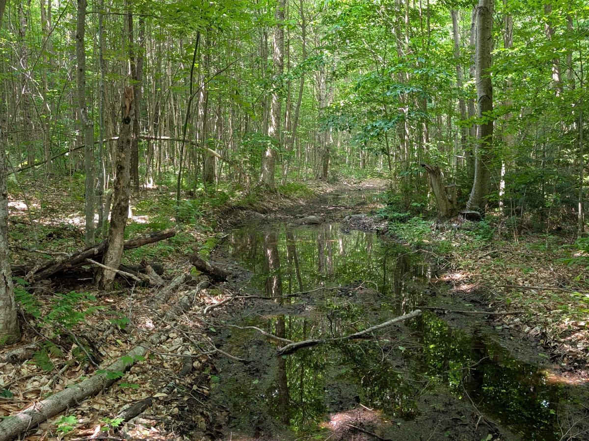 Ormsby Pond Connector photo 3