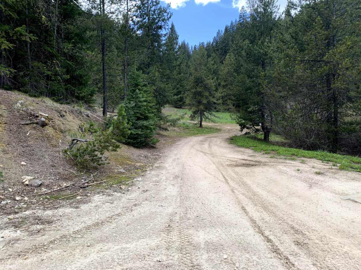 Yellow Pine Ridge trail photo