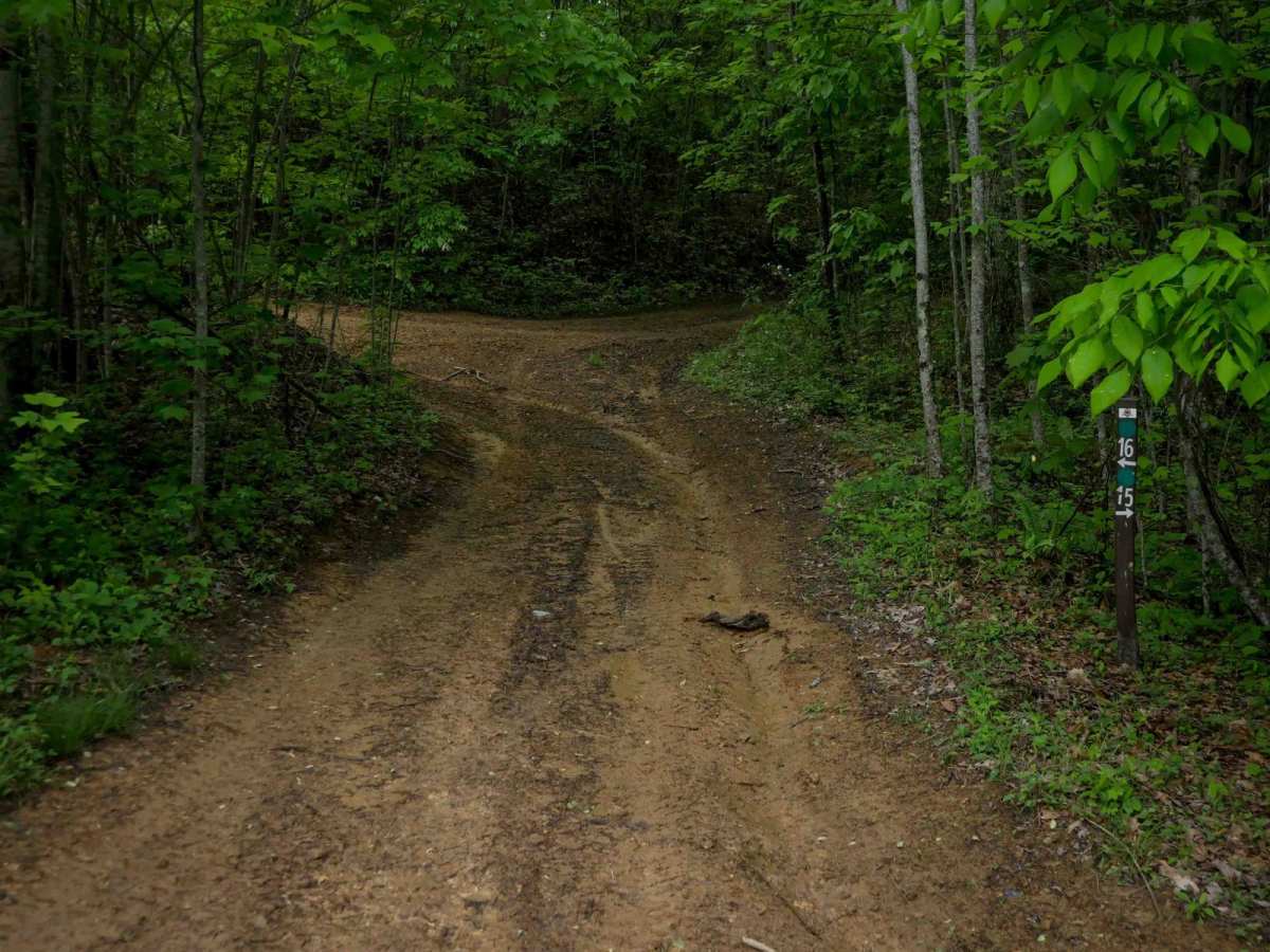 OP 15 trail photo
