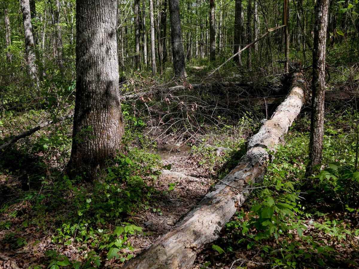 Brock 21 trail photo