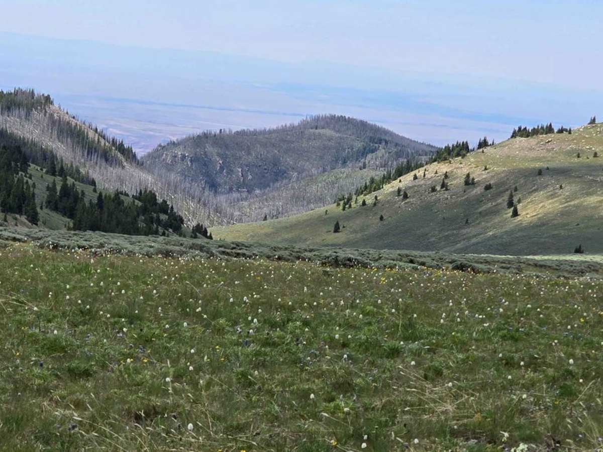 Grouse Creek (FSR 205) photo 5