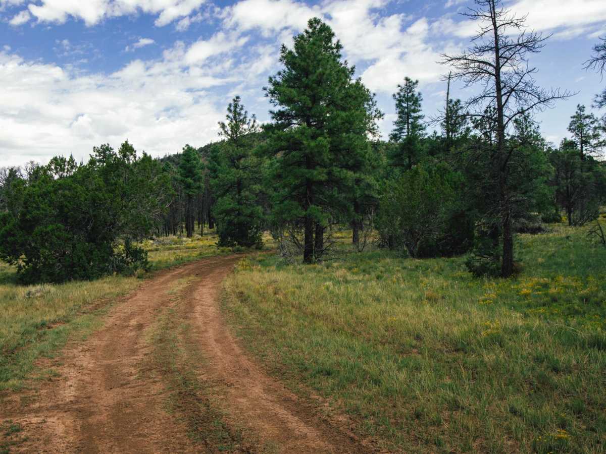 FS517c trail photo