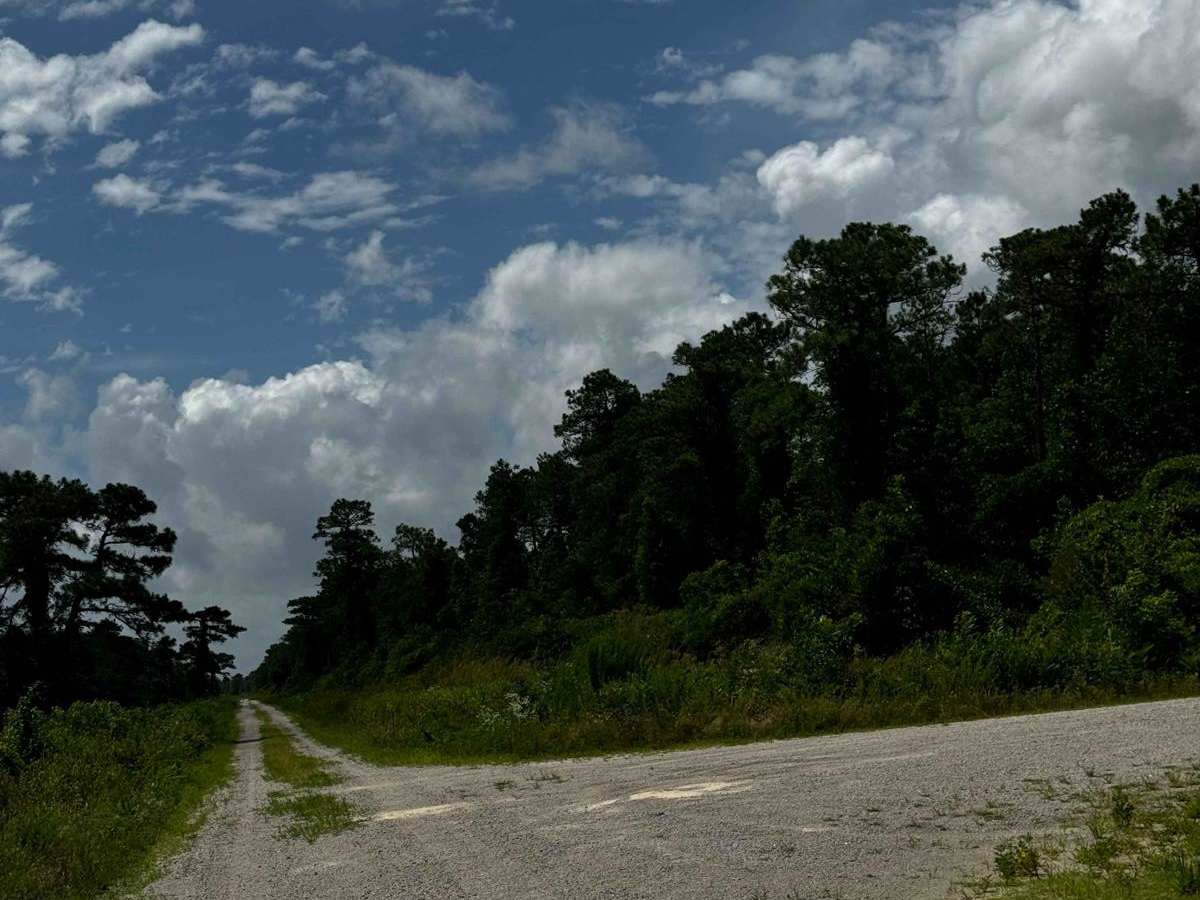 Western Road Pocosin National Wildlife Refuge trail photo