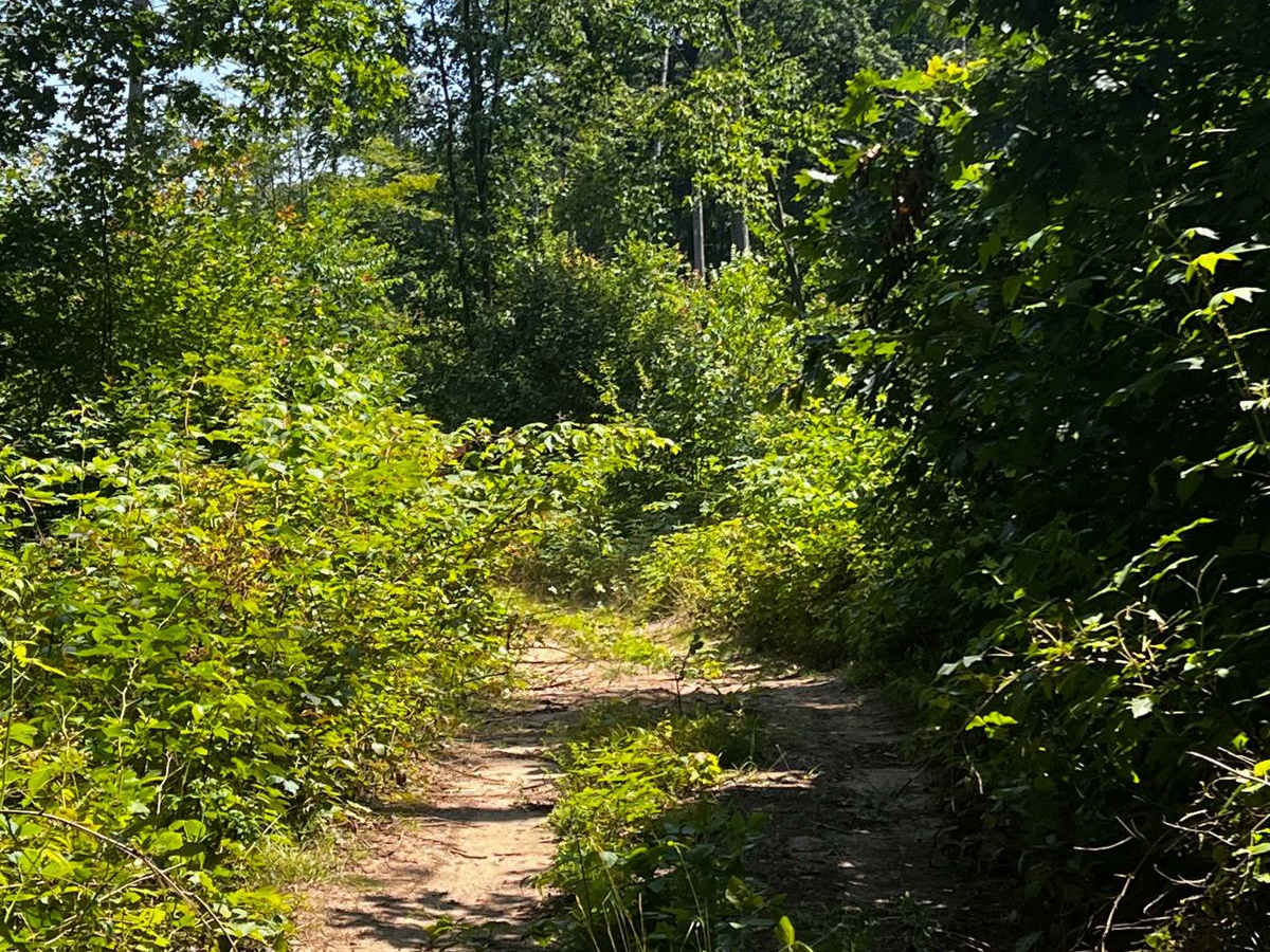 NFS 5274 trail photo
