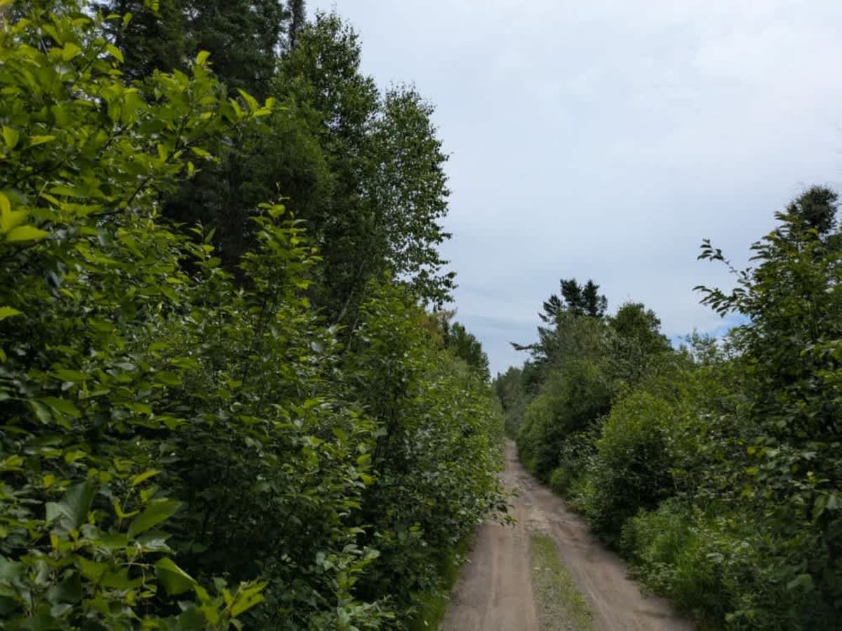 10181 trail photo