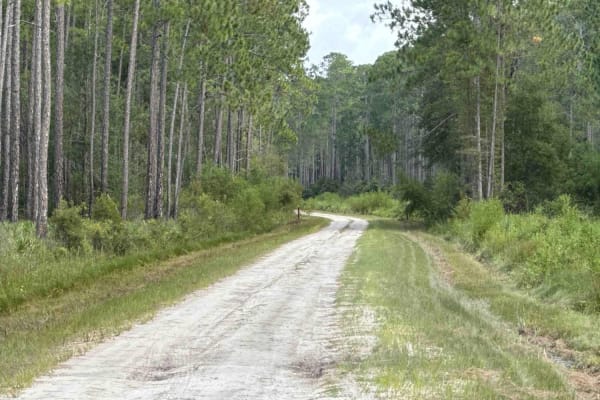 Mount Carrie - Osceola NF 234