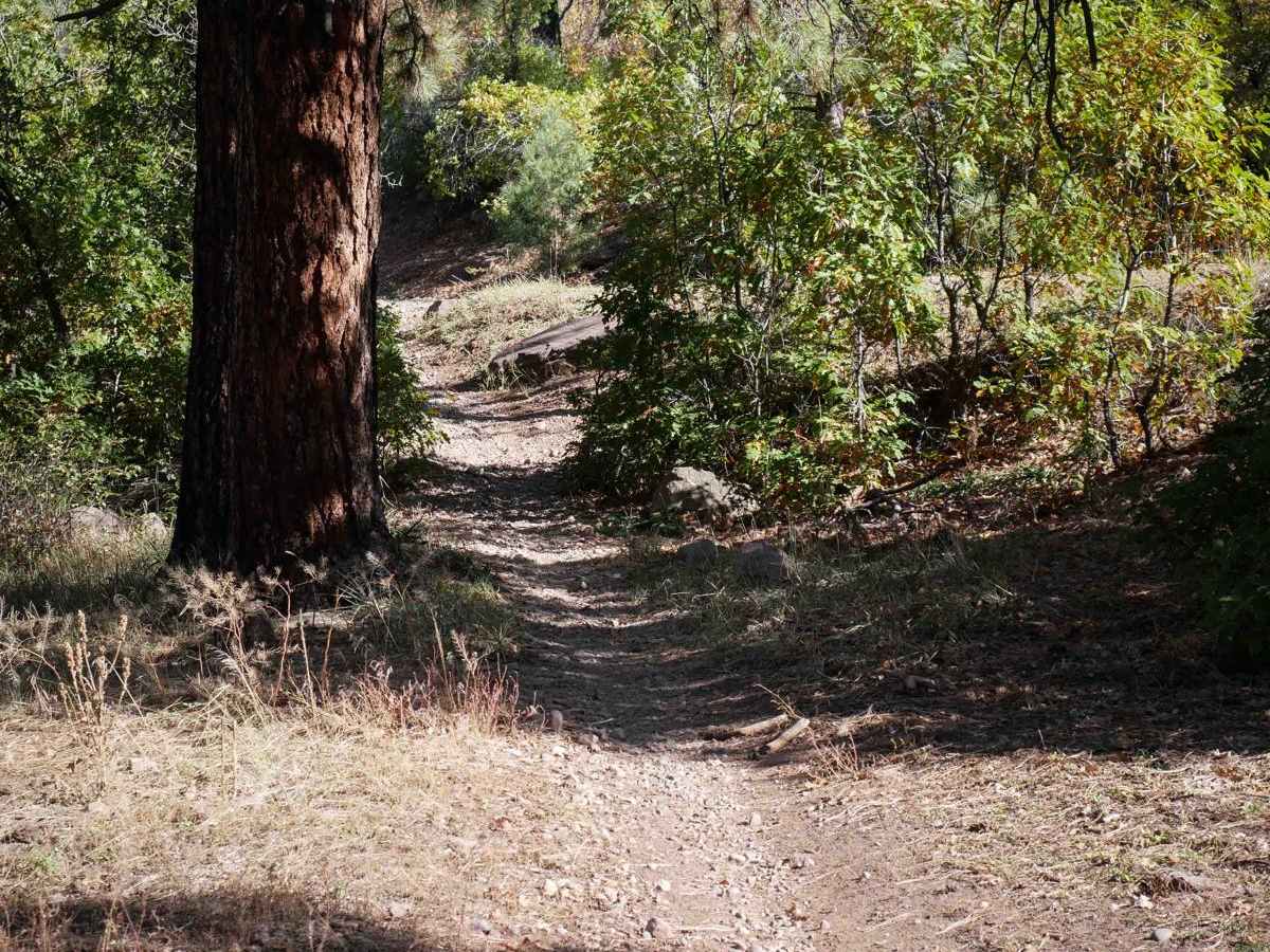 Jones Creek photo 5