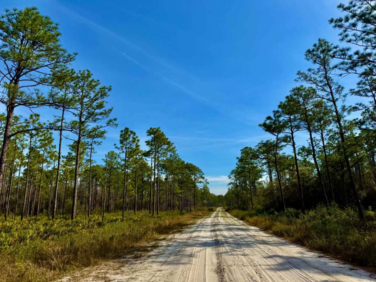 Ranger Trail - FS 312 photo 4