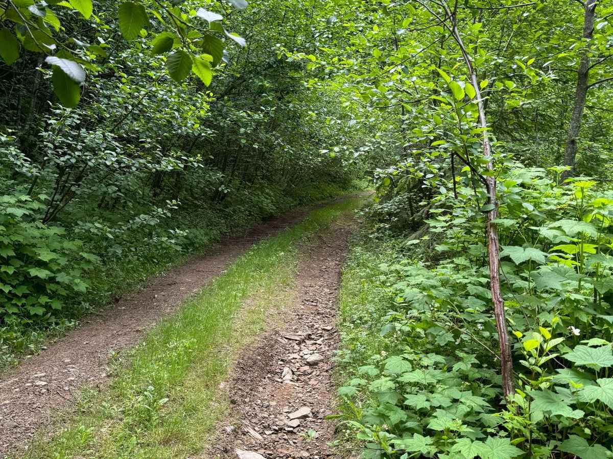 4104504 - Deep Woods Adventure photo 4