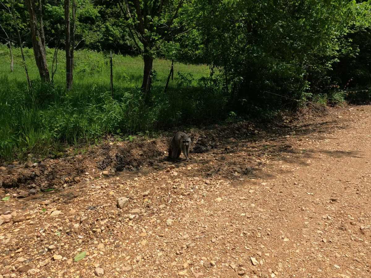 Blind Raccoon Bo-Co Road 360 photo 6