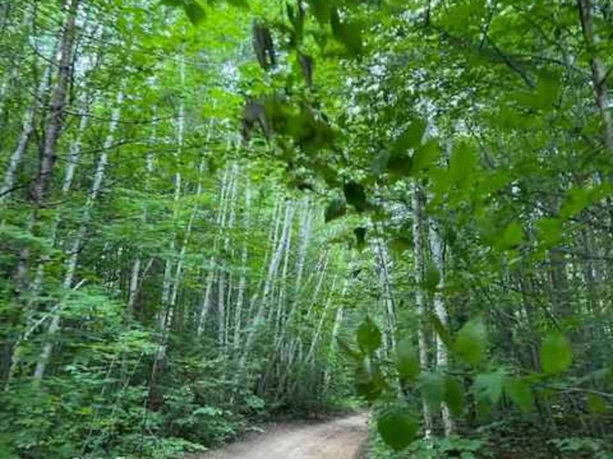 Wilderness Road trail photo