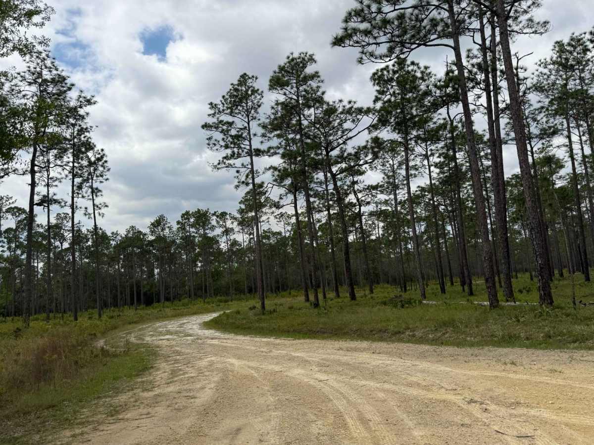 Evano South - FS 103 trail photo