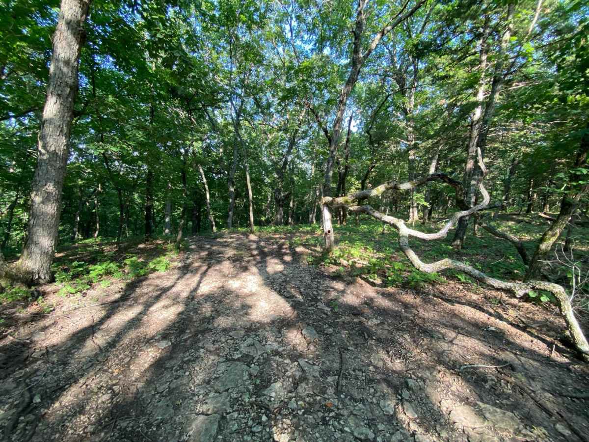 Twisted trail photo