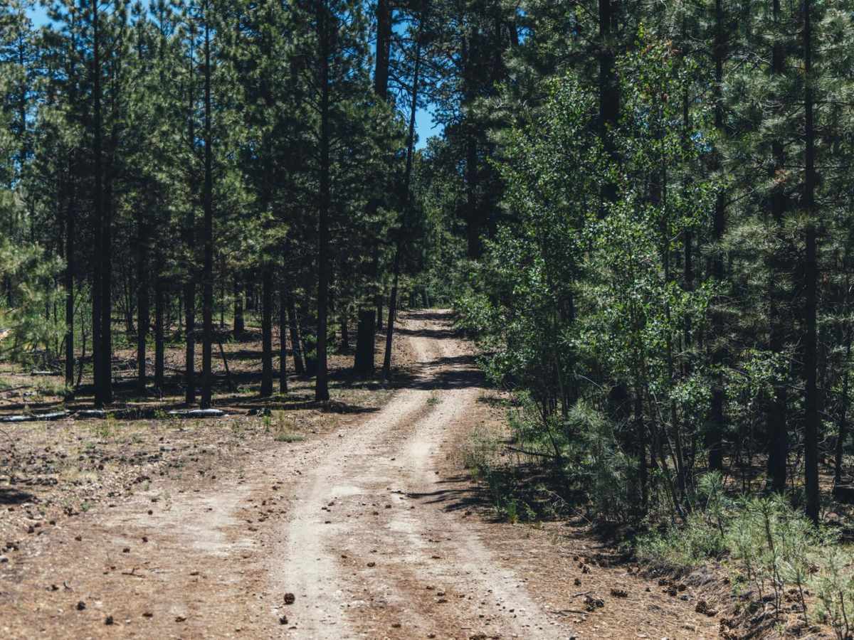 FR 261 trail photo