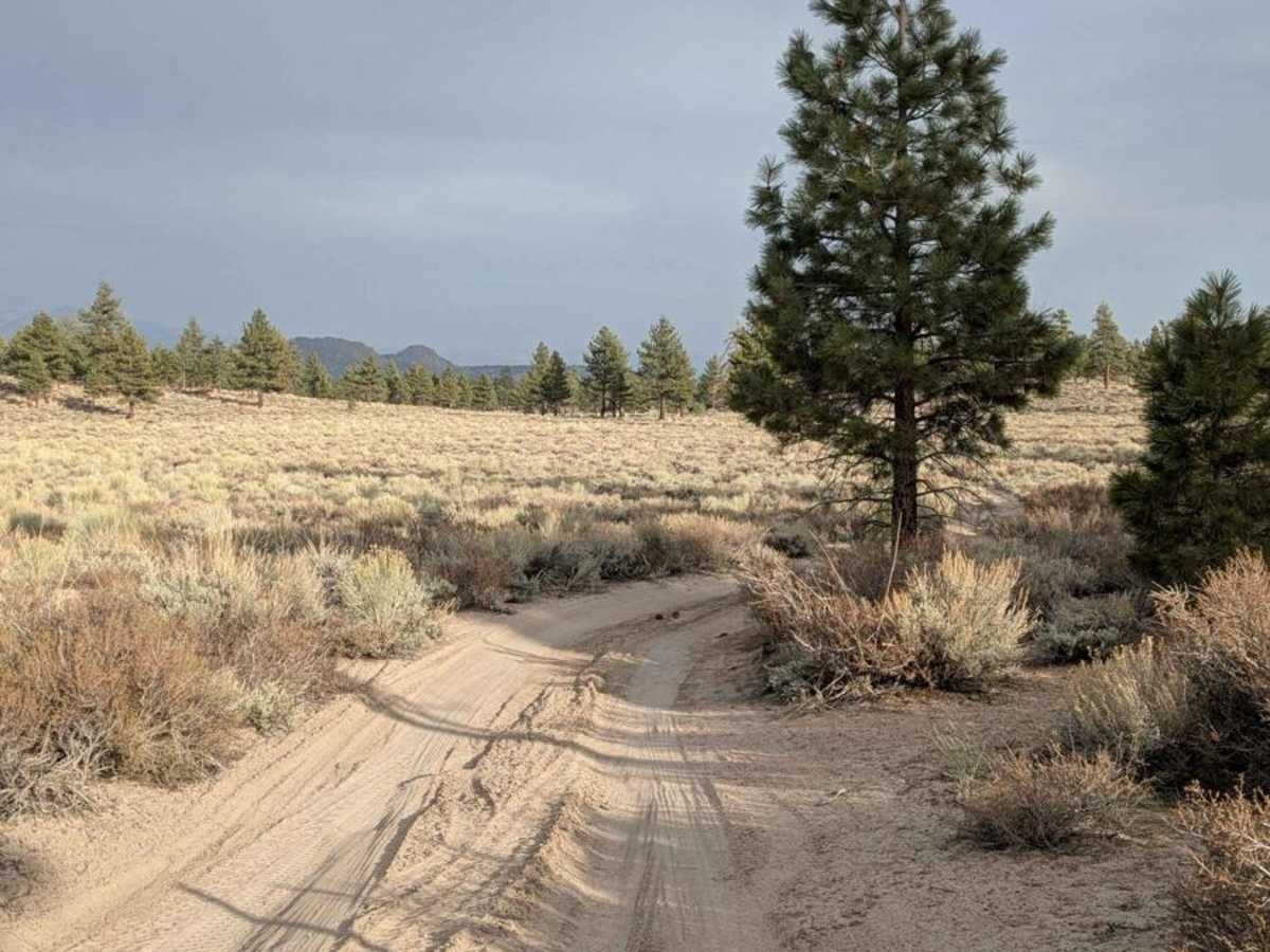 FS 4S136 trail photo