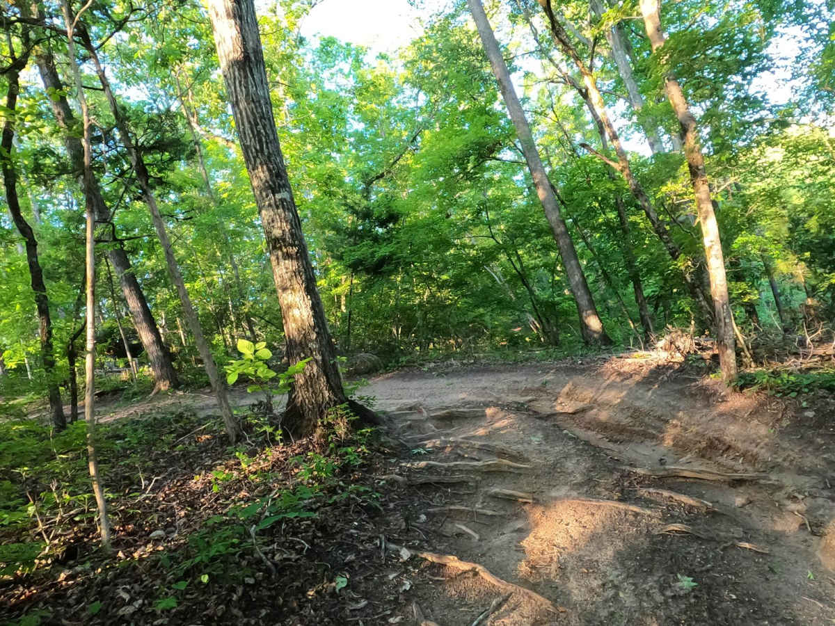 Bamboozled trail photo