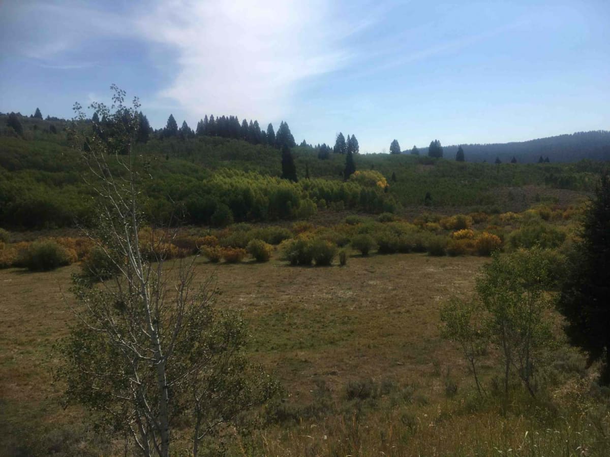Pete Creek Road trail photo