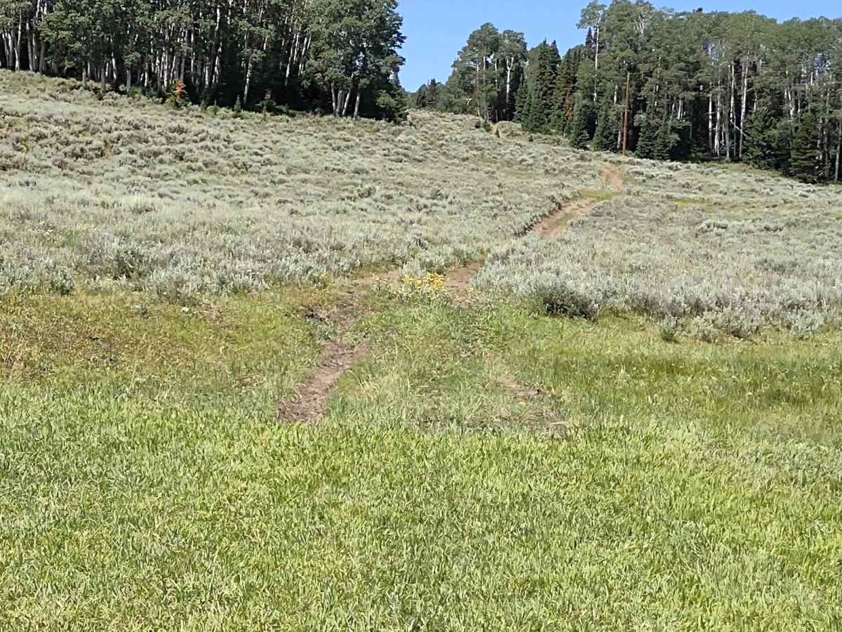 Wapiti Trail photo 4