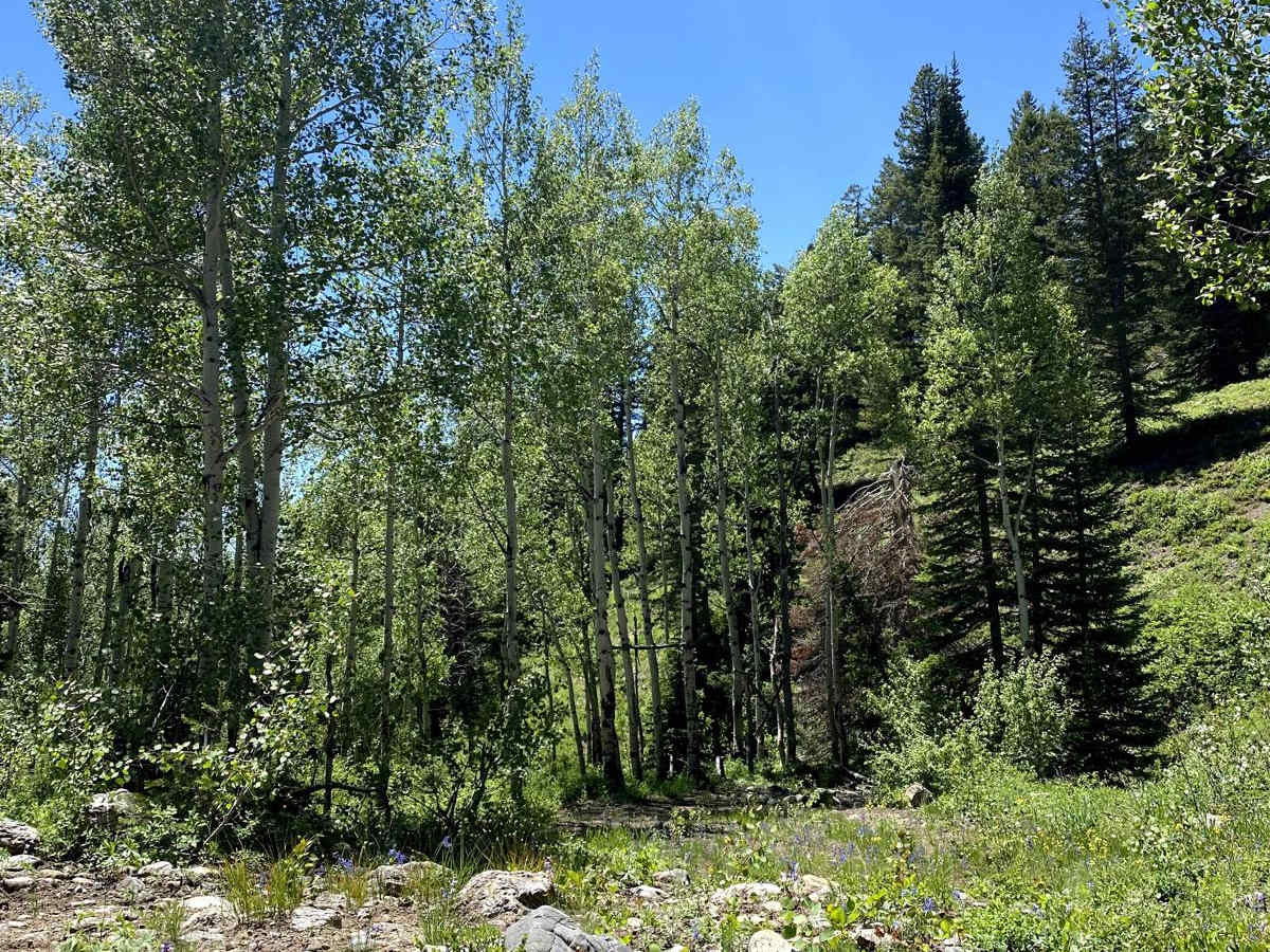 Alta Dry Fork (FR 70198) photo 6