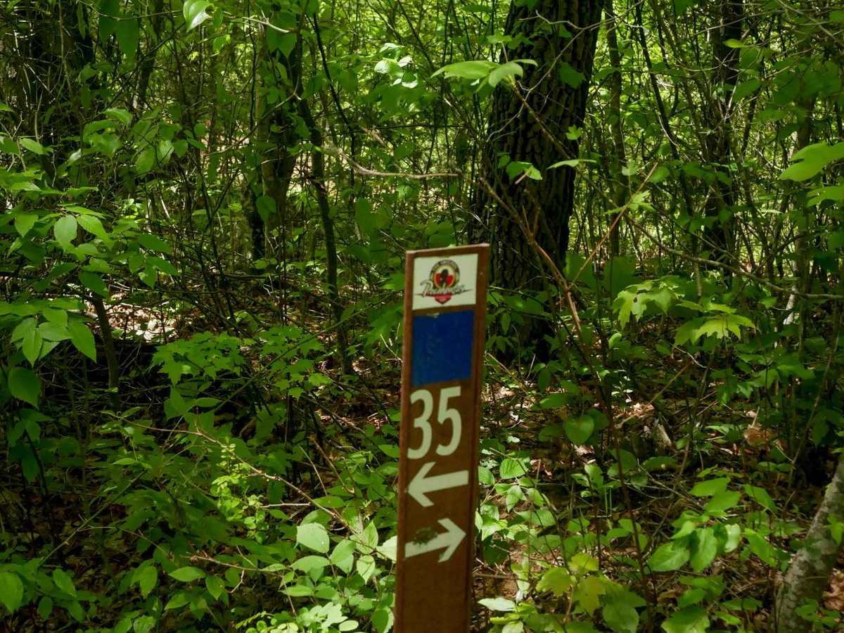 OP 36 photo 5