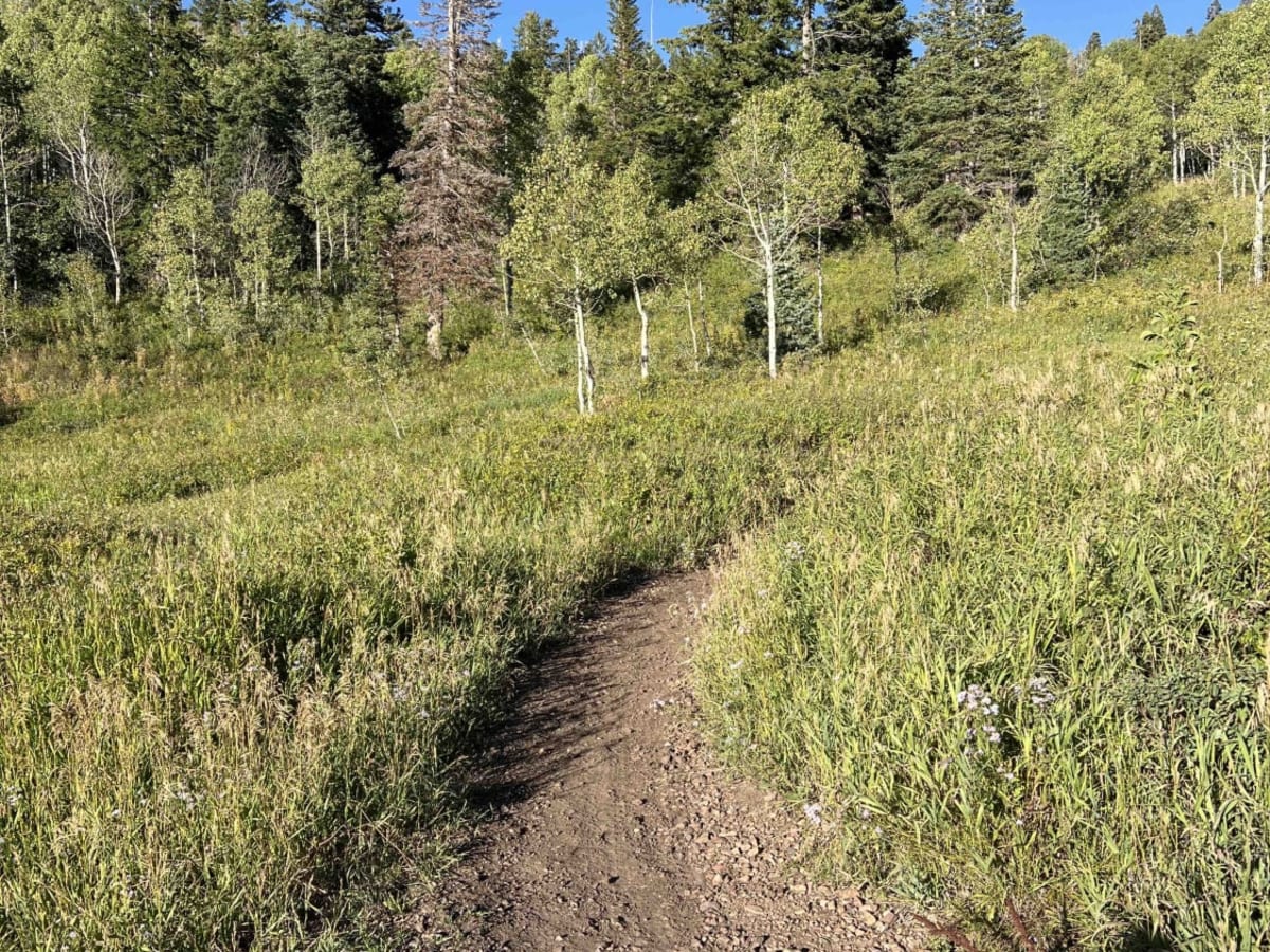 Ridge Connector (2216) trail photo