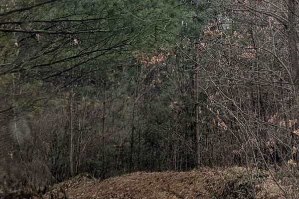 Dunham Lake Trail