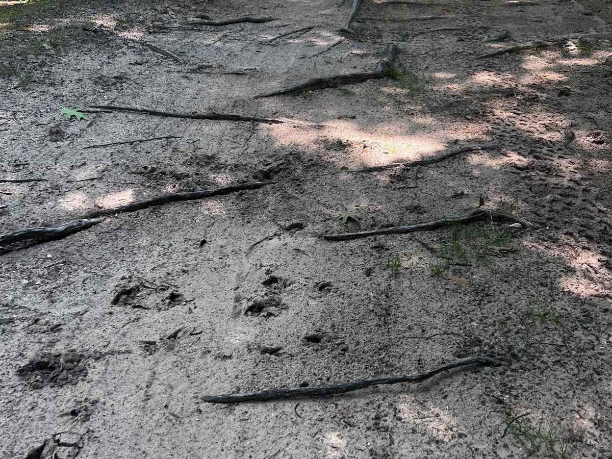 Twin Lakes Loop Trail photo 4